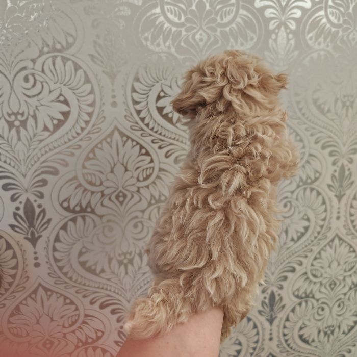 Maltipoo F1 Xs na krótkich nóżkach chip rodowód paszport