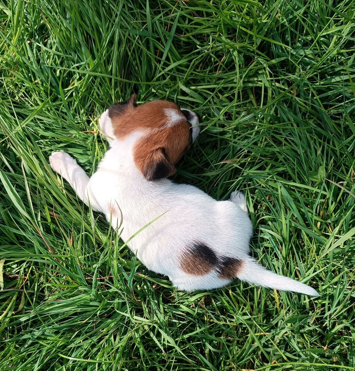 Jack Russell Terrier gładkowłosy ZKwP FCI