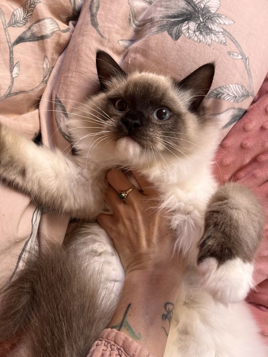 Ragdoll puchaty kocur/spokony/miziak bad genetyczne/ prawdziwy rodowod