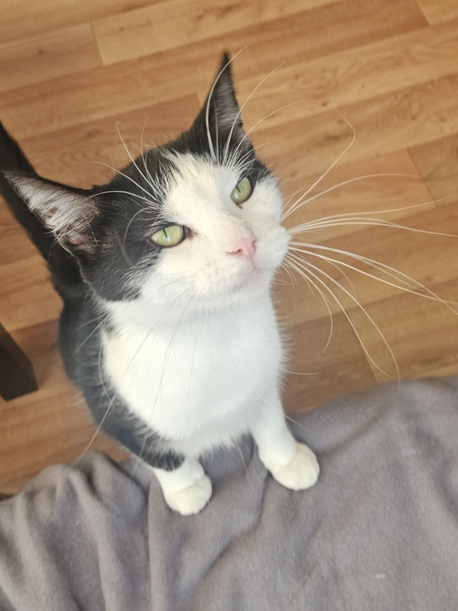 Cudowna kotka do adopcji, kot, kotek