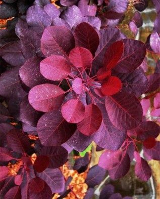 Скумпия красная  Royal Purple