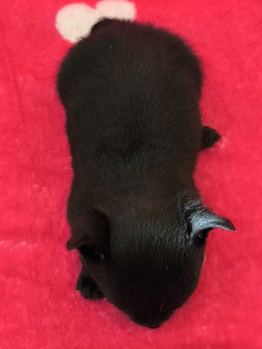 Chihuahua szczenięta krótkowłose(piesek)