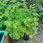Geranium cytrynka