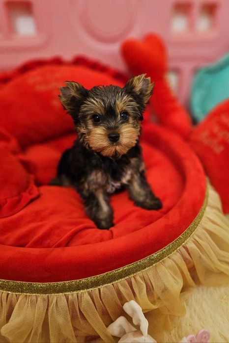 Yorkshire Terrier Macho