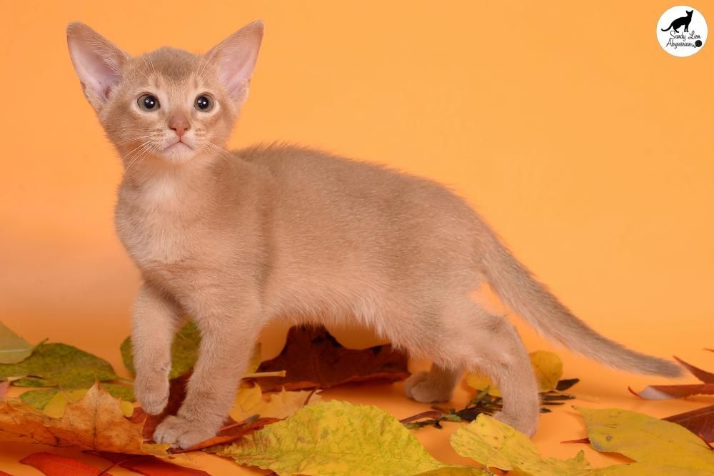 Абиссинские котята Sandy Lion