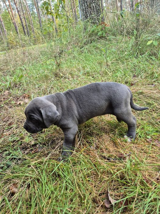 Niebieski Szczeniak Cane Corso szczeniaczek mocni rodzice, rodowód