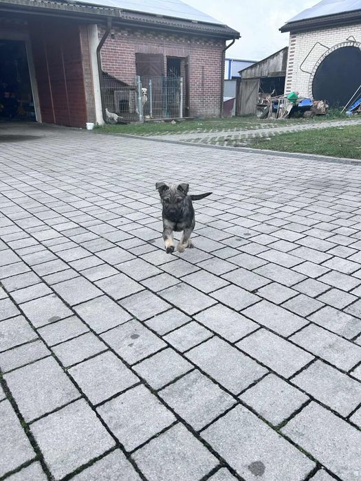 Oddam za darmo szczenię labradora