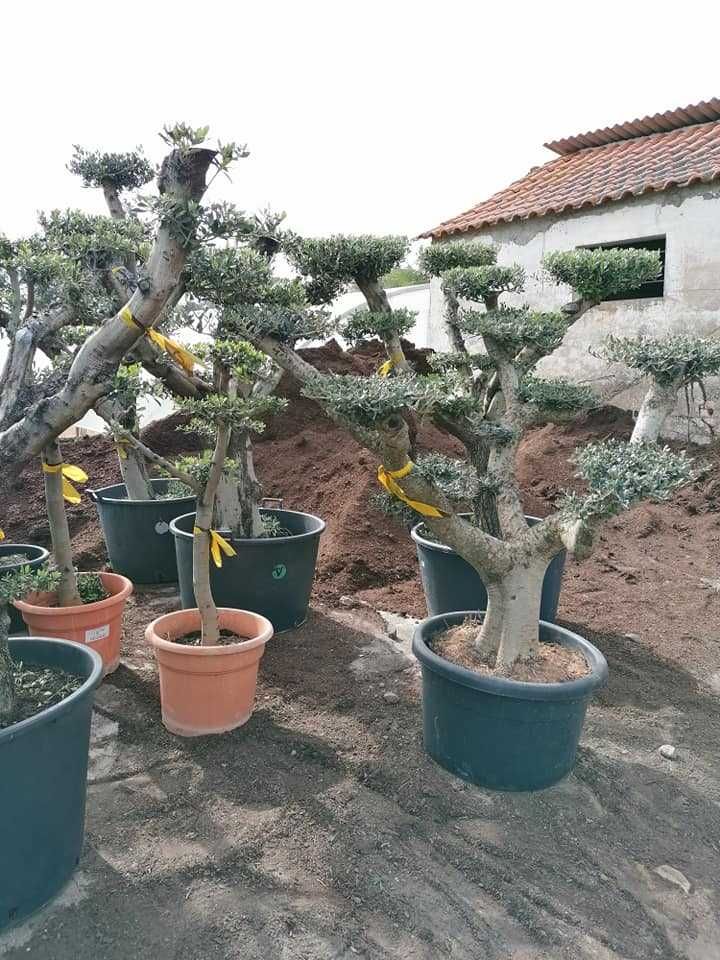 Oliveira Bonsai/ Oliveira Ornamental