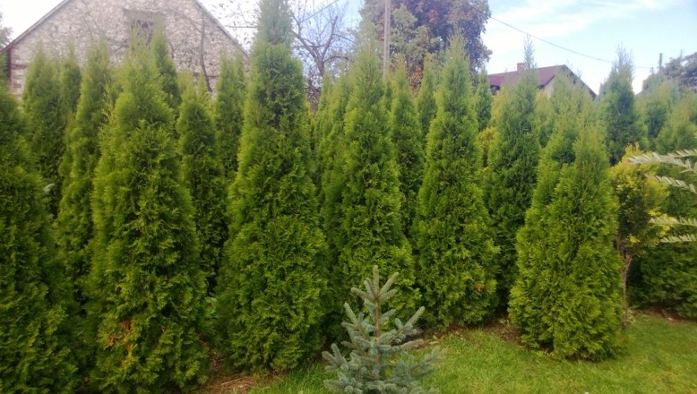 Tuja thuja SZMARAGD wysokość 250 cm w cenie 120 zł kopane z gruntu