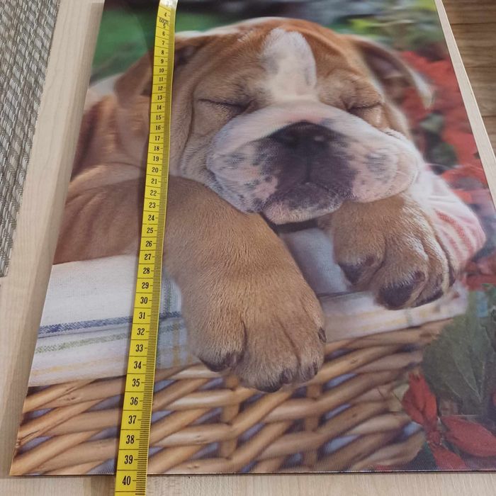 Obraz psa z efektem 3D