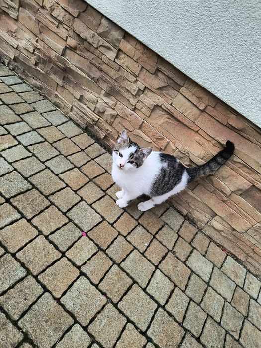 Kot kotek oddam kocur