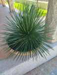 Plantas catos grandes