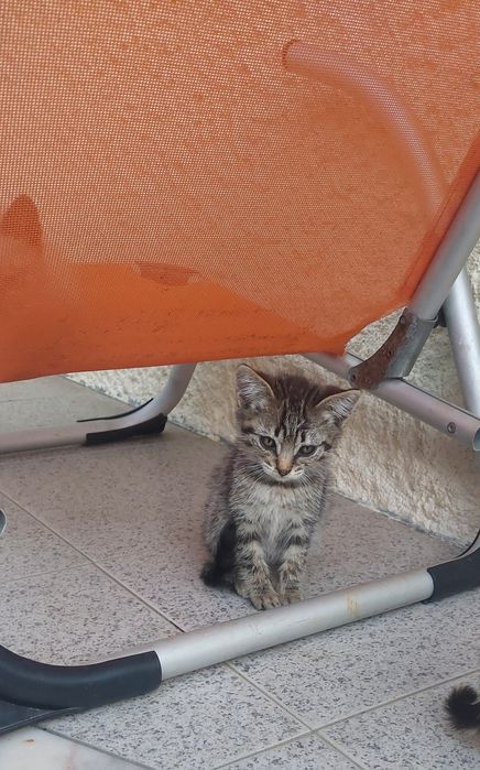 Gatinhos para adoção (Braga)