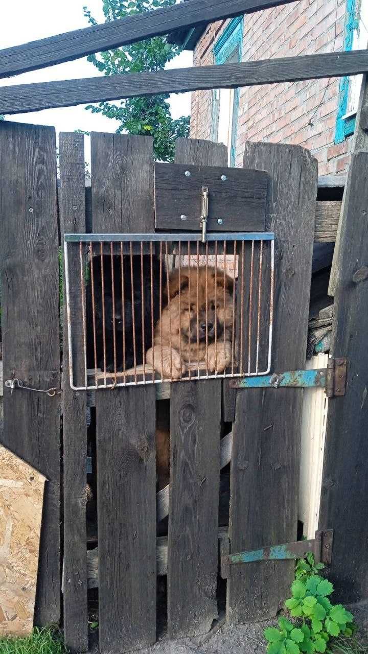 Продам Щенята Чау Чау