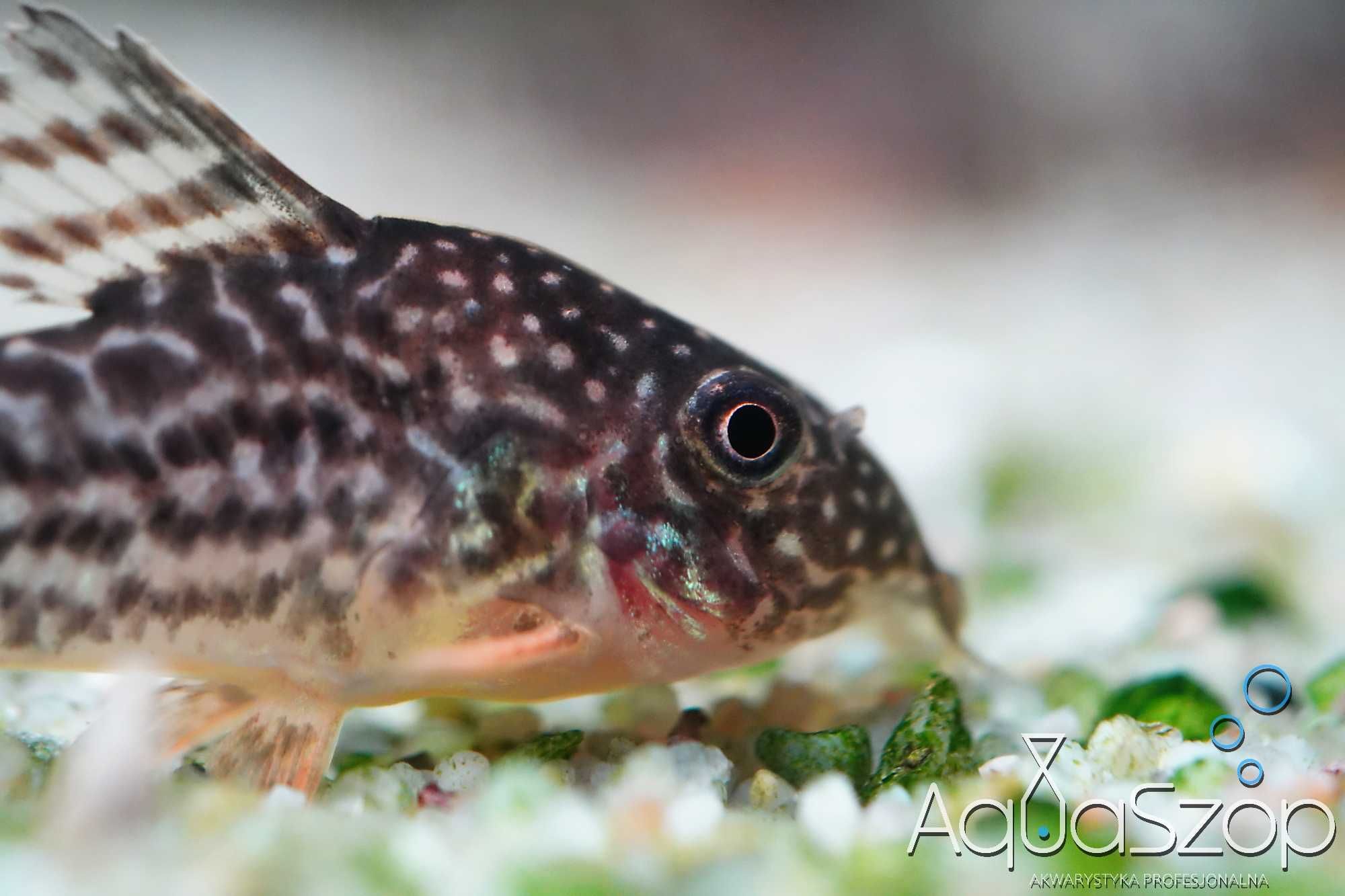Kirys Sterby (Corydoras sterbai). AQUASZOP
