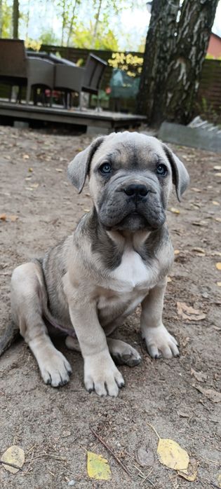 Szczenię Cane Corso szczeniak pies