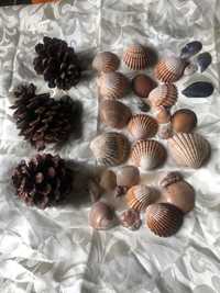 Muszle morskie i szyszki sosny pinii dekoracja