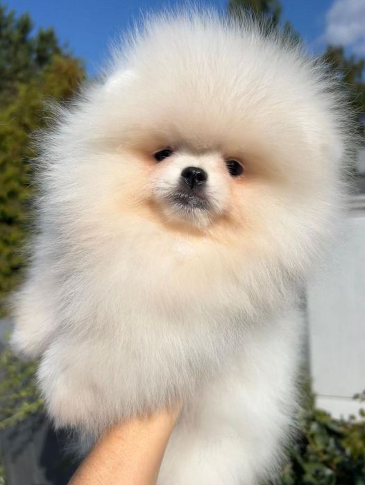 Śliczna Pomeranian szpic miniaturowy FCI  zkwp