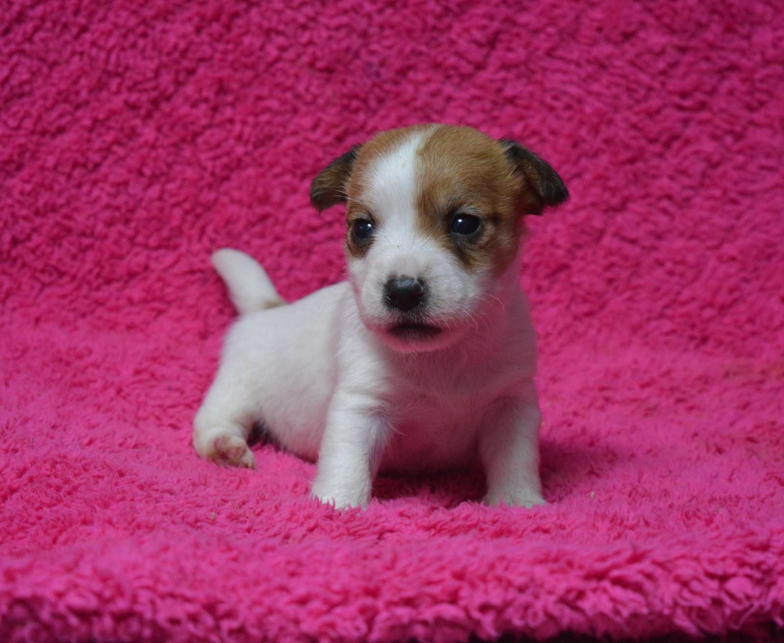 Jack Russell Terrier piesek Imbir ZKwP po Championie