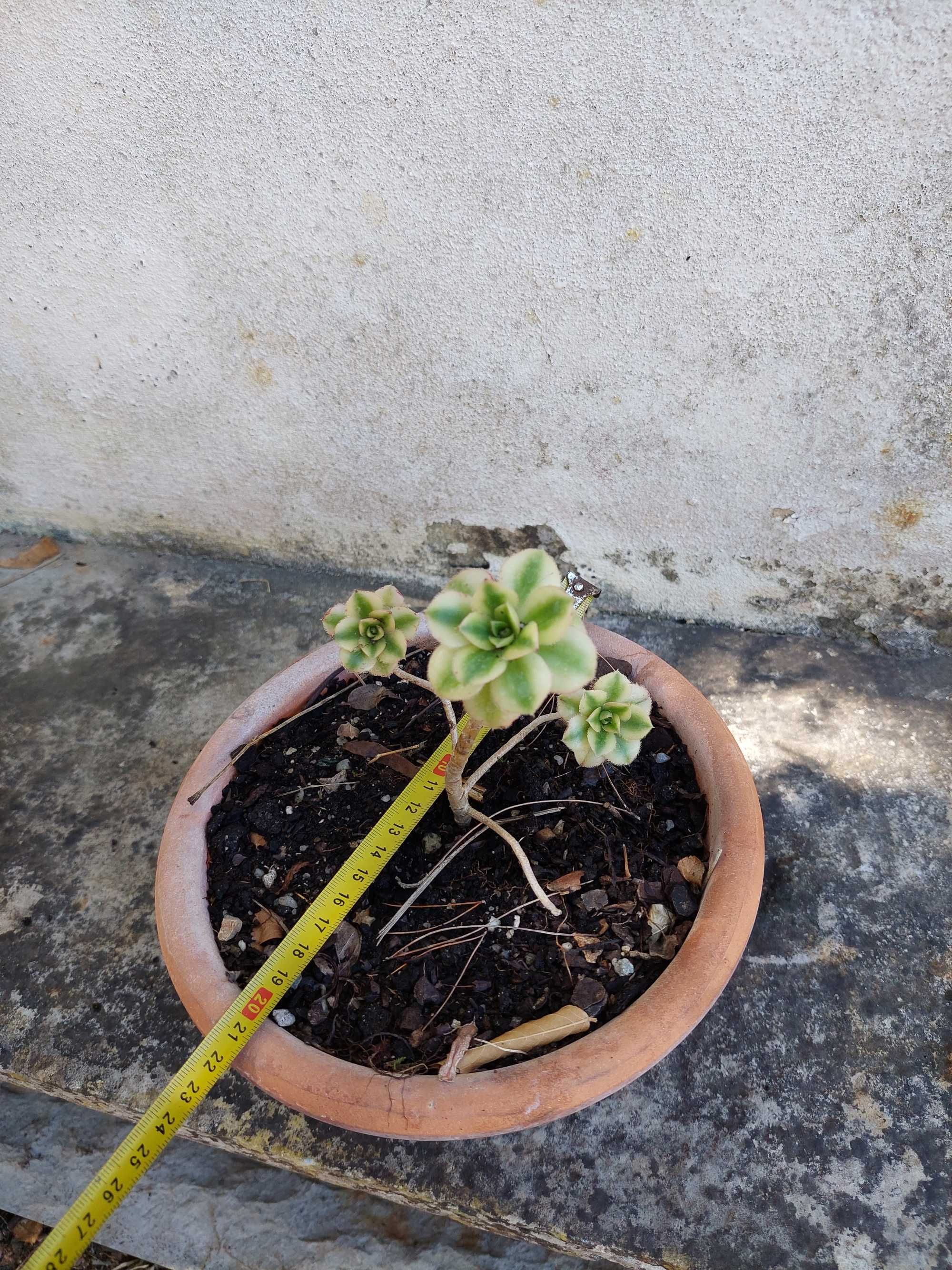 Aeonium Florence