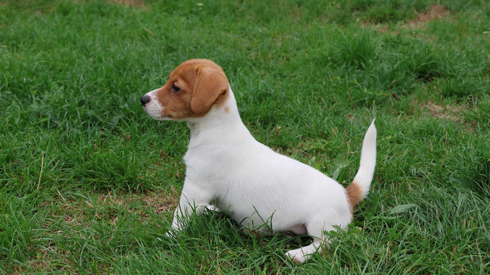 Wzorcowa suczka Jack Russell Terrier z hodowli BREFIO/bad.genetyczne