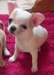 Śliczna sunia Chihuahua