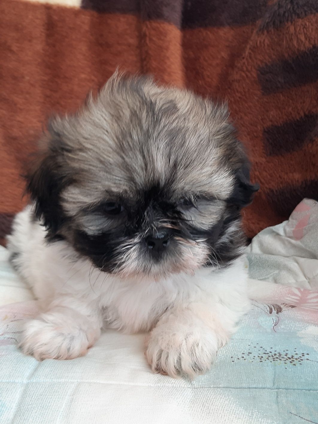 Shih Tzu pies rasowy gotowy do odbioru