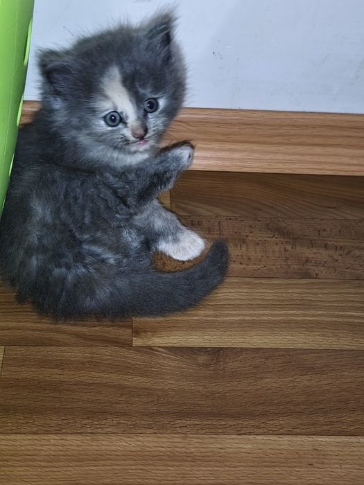 Отдам девочку в хороший руки