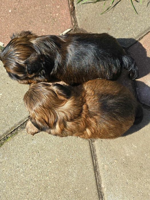 Shih tzu uroczy piesek