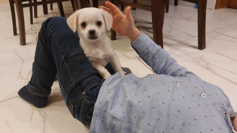 Małe pieski szukają nowego domu tata Szpic niemiecki