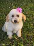 Maltipoo F1 cudowne szczenię