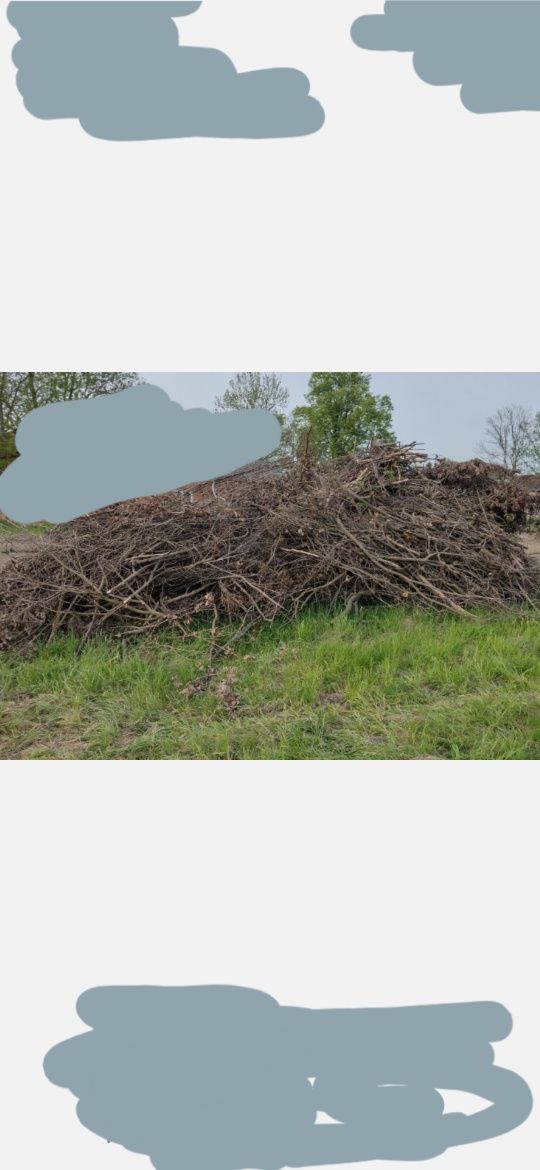 Gałęzie oddam za darmo