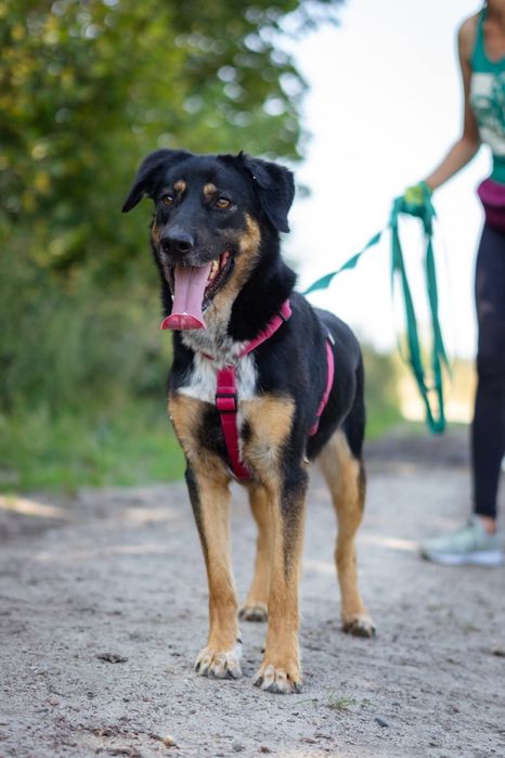 Antek czeka na dom w Schronisku Nadzieja w Napierkach