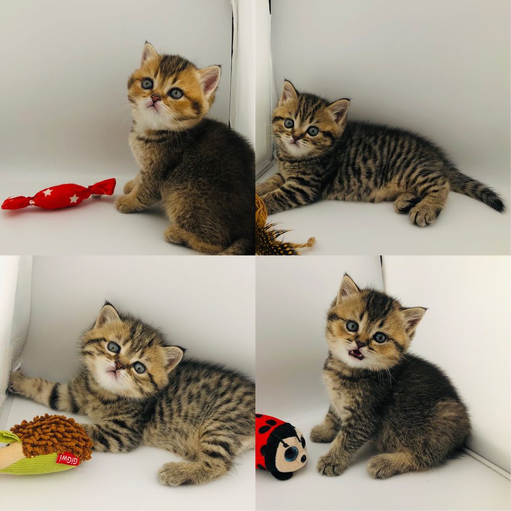 Шотландські кошенята коти котики кошеня кішечка котик
