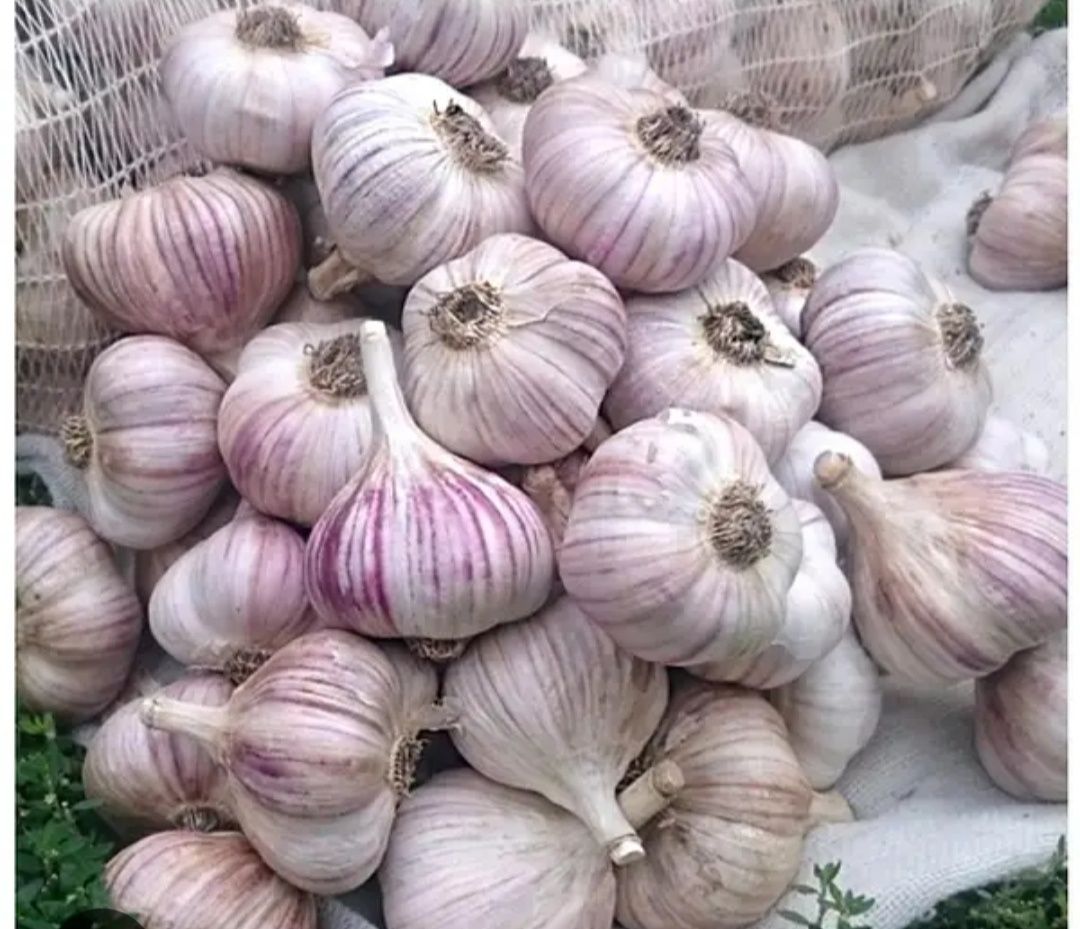 Продам часник сорту Любаша