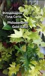 Філодендрон Голд Сатін
