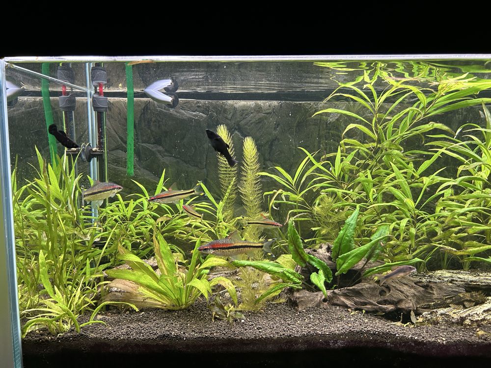 Akrarium 240l diversa + eheim professionel 3e