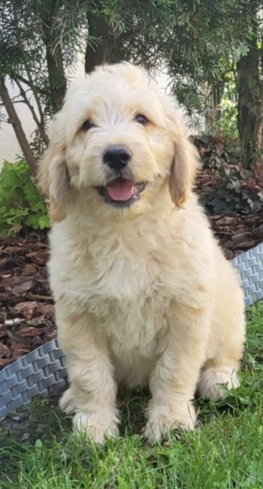 Goldendoodle Samczyk hybryda ras