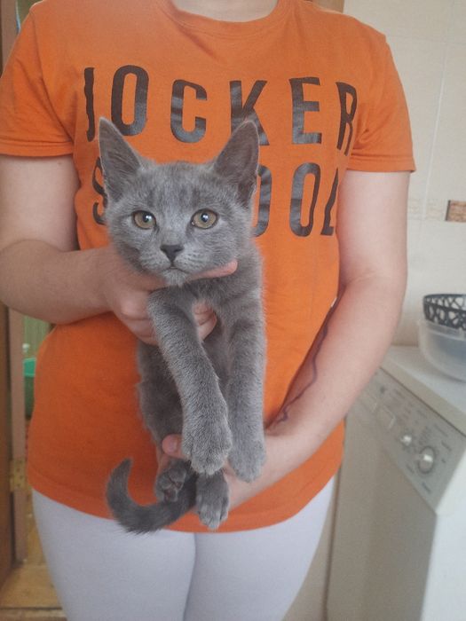 Кошенята на Мальованці!