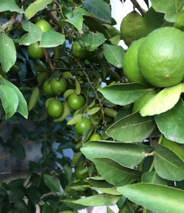 Limas  biológicas