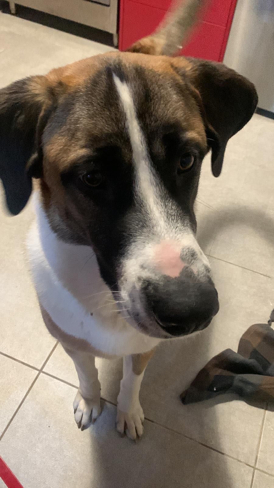 Cão com 1 ano de idade para adoção
