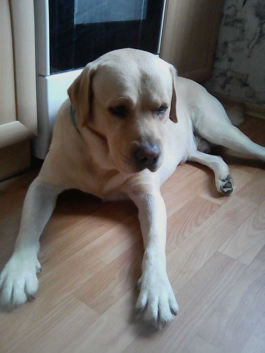 Вязка . Мальчик для девочки.