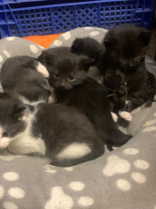 Kocięta szukają domów