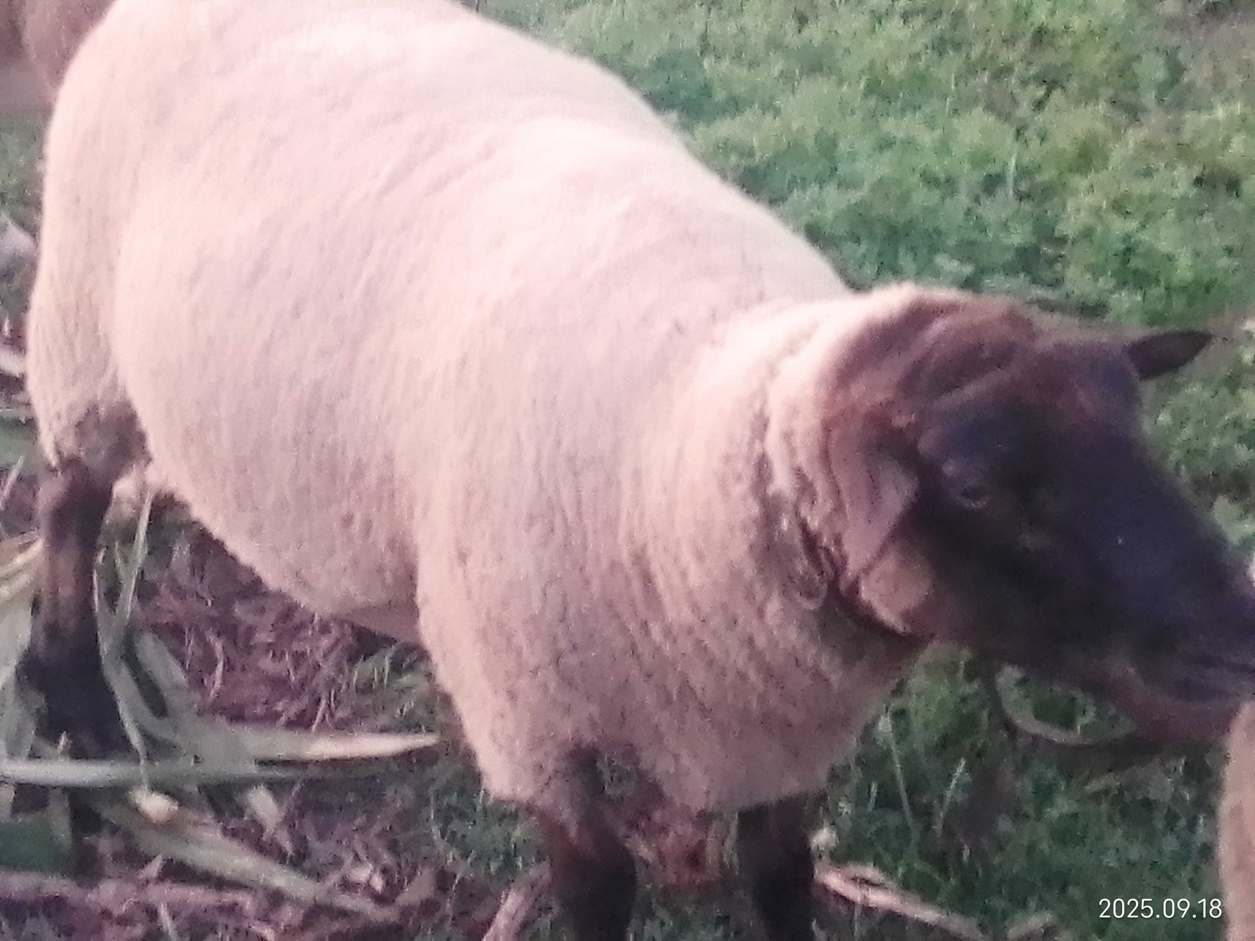Suffolk macho linha inglesa