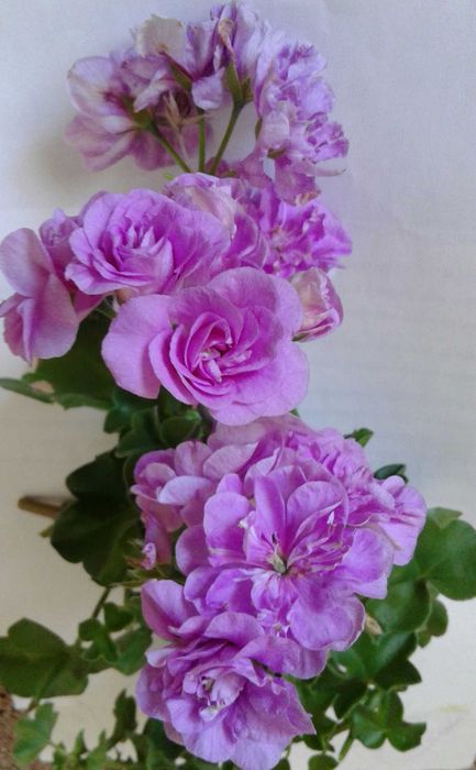 Свежесрез пеларгоний.