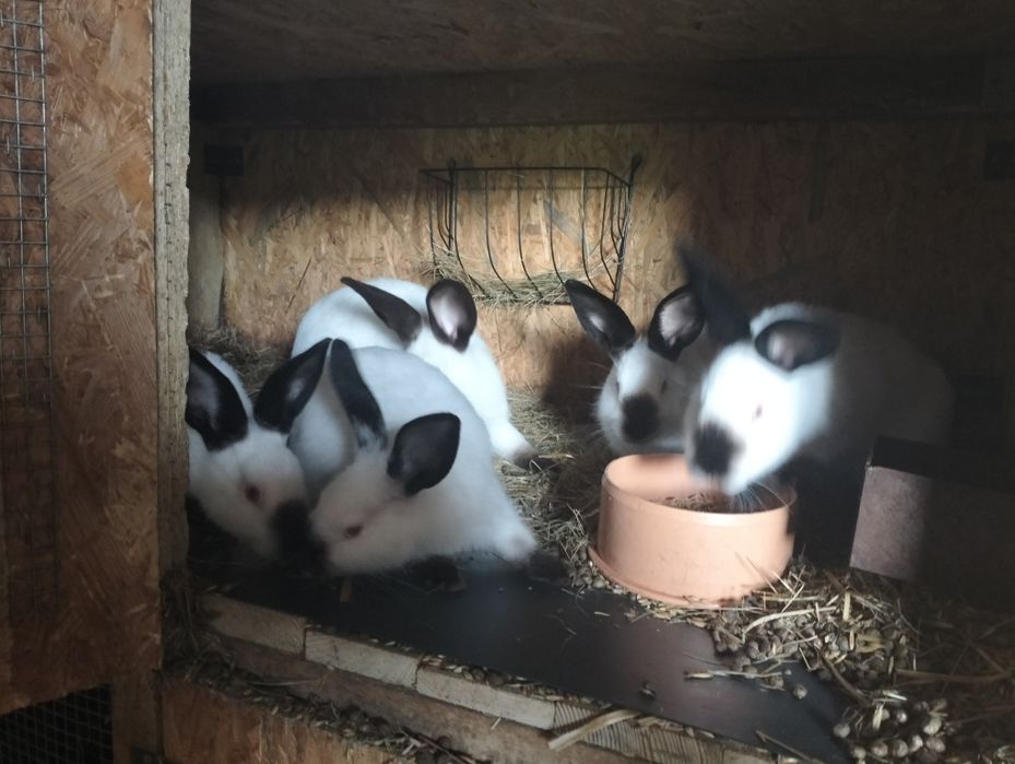 Króliki kalifornijskie