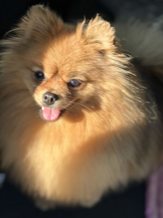 Szpic miniaturowy FCI , piękna suczka rezerwacja