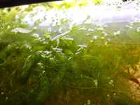 Rogatek roślina wodna (Akwarium)
