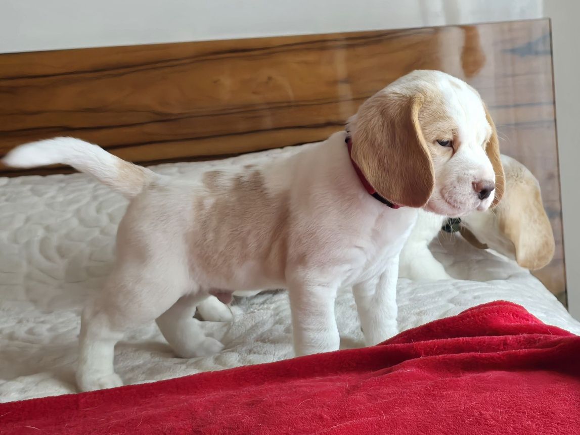 Piesek Beagle ZkwP - FCI   PO  Grand Championach ,Profil DNA*