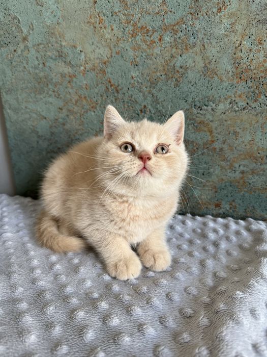 Flavia Liliowy Zakątek*Pl kotka w kolorze kremowym